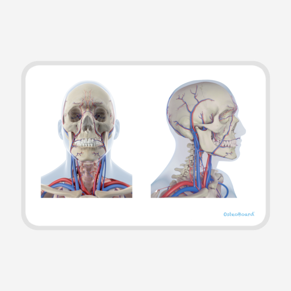 OsteoBoard Cranium
