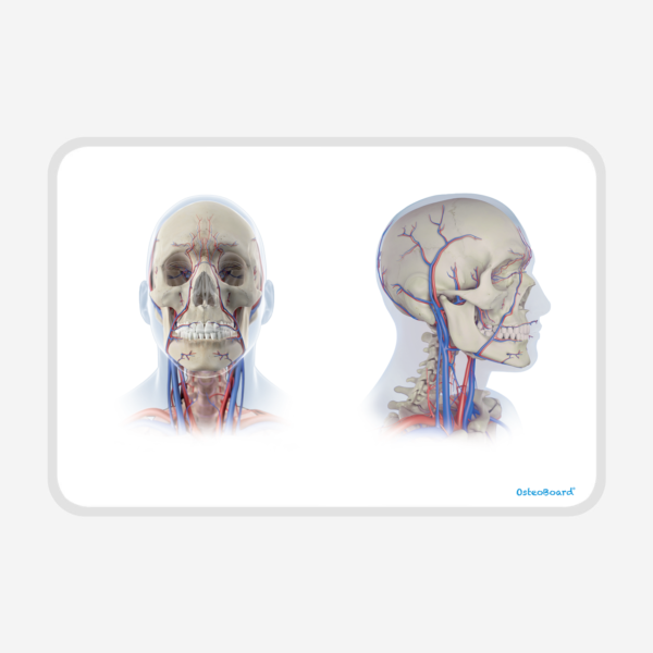 OsteoBoard TMJ