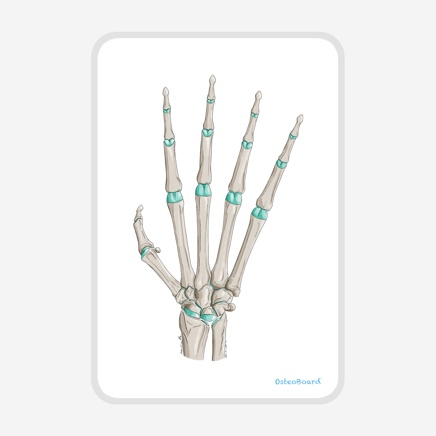 OsteoBoard HAND Mini - OsteoBoard
